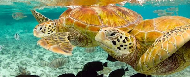 Swim with Sea Turtles of Turks and Caicos